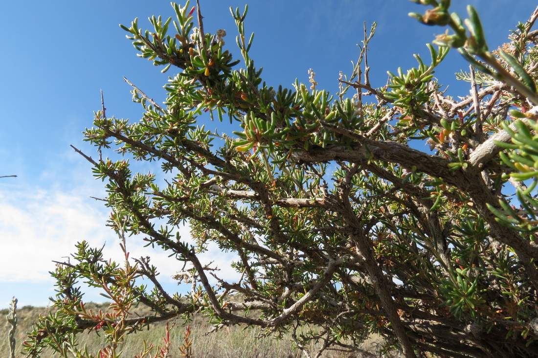 Image of Salsola arbusculiformis specimen.