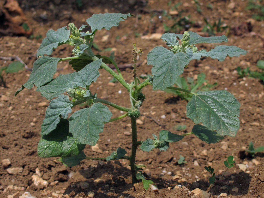 Image of Chrozophora tinctoria specimen.