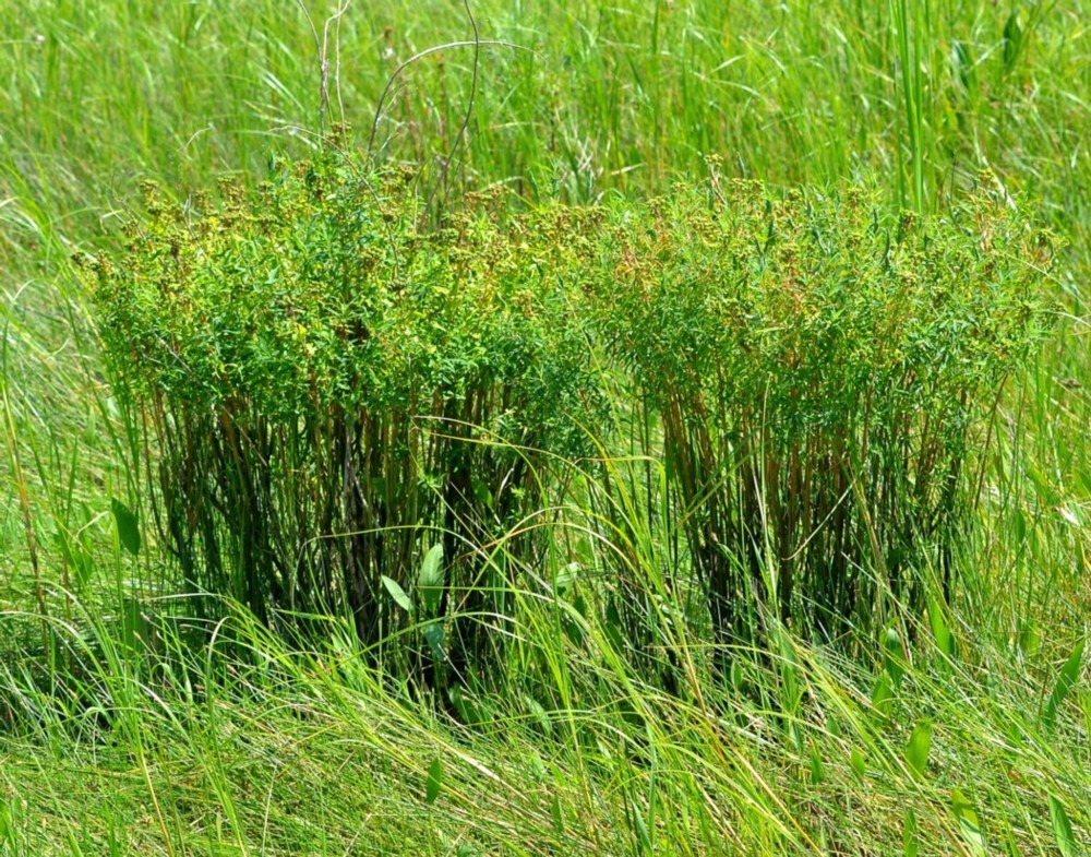 Изображение особи Euphorbia palustris.