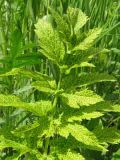 Pastinaca sativa