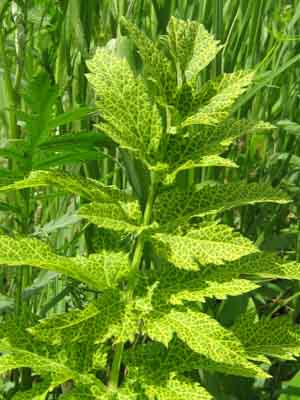 Image of Pastinaca sativa specimen.