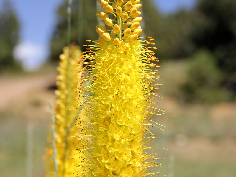 Изображение особи Eremurus stenophyllus.