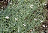 Crambe maritima