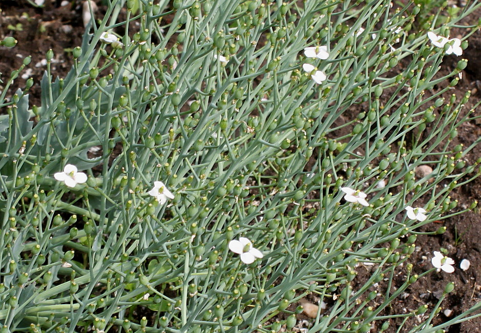 Изображение особи Crambe maritima.