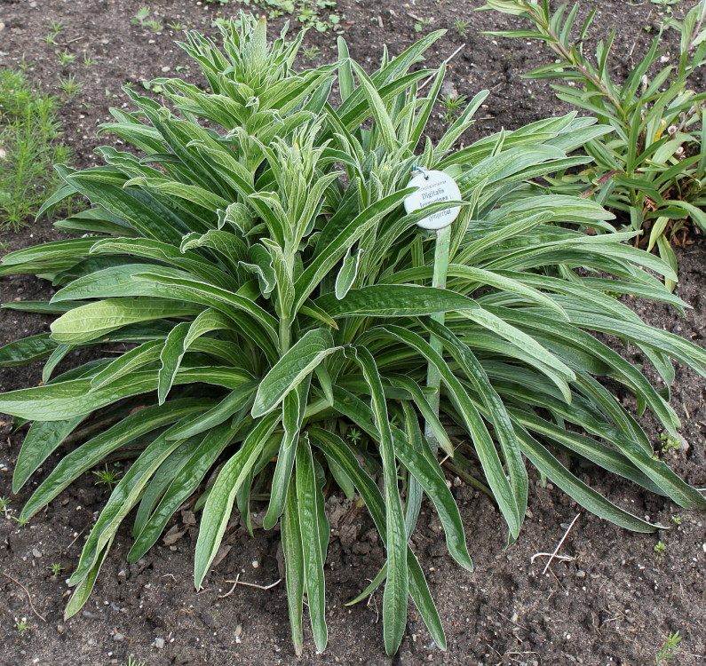 Изображение особи Digitalis ferruginea.