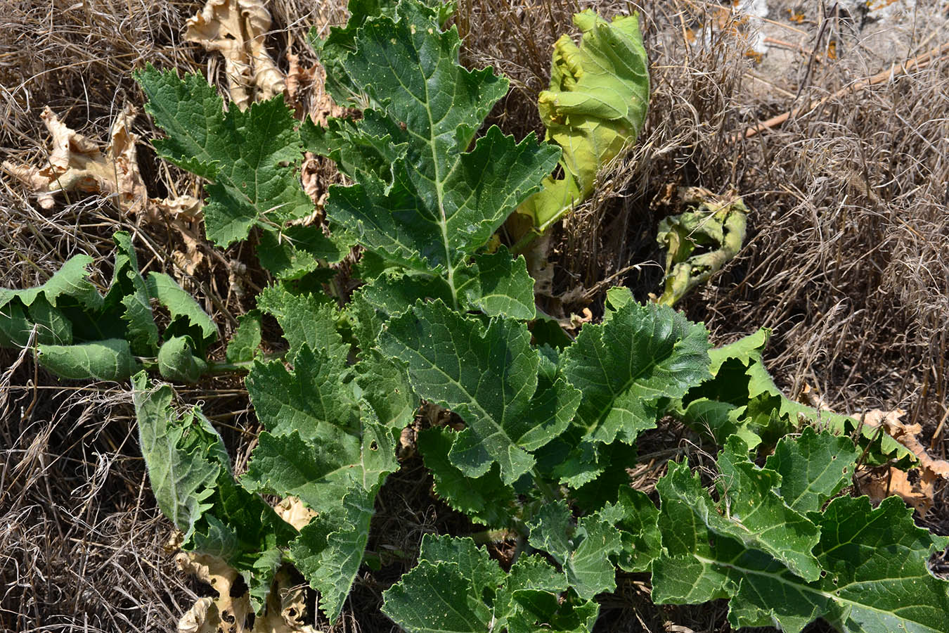 Изображение особи Crambe koktebelica.