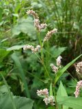 Persicaria lapathifolia. Верхушка цветущего растения. Украина, Луганская обл., берег р. Северский Донец близ пос. Паньковка. 17.08.2013.