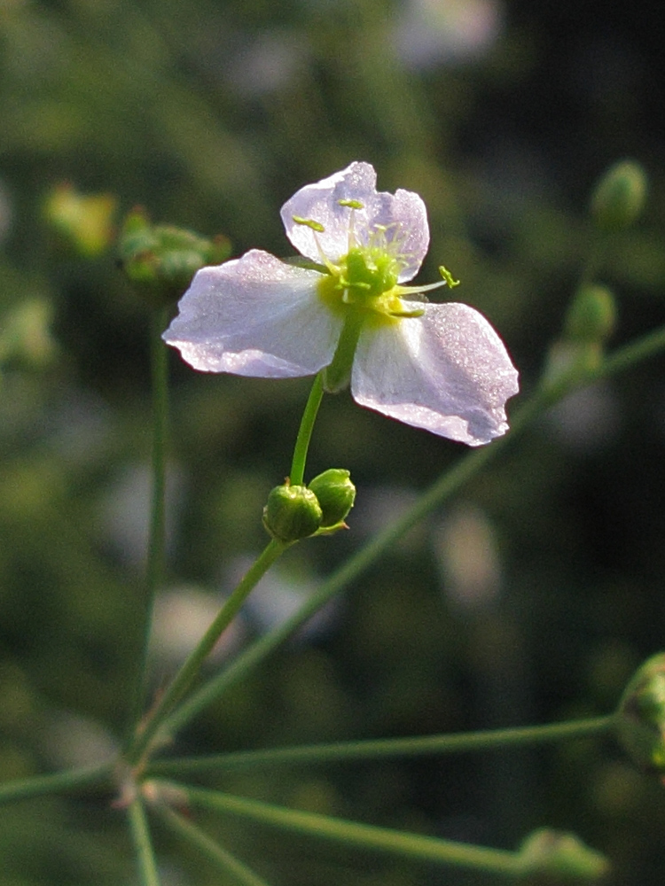 Изображение особи Alisma plantago-aquatica.