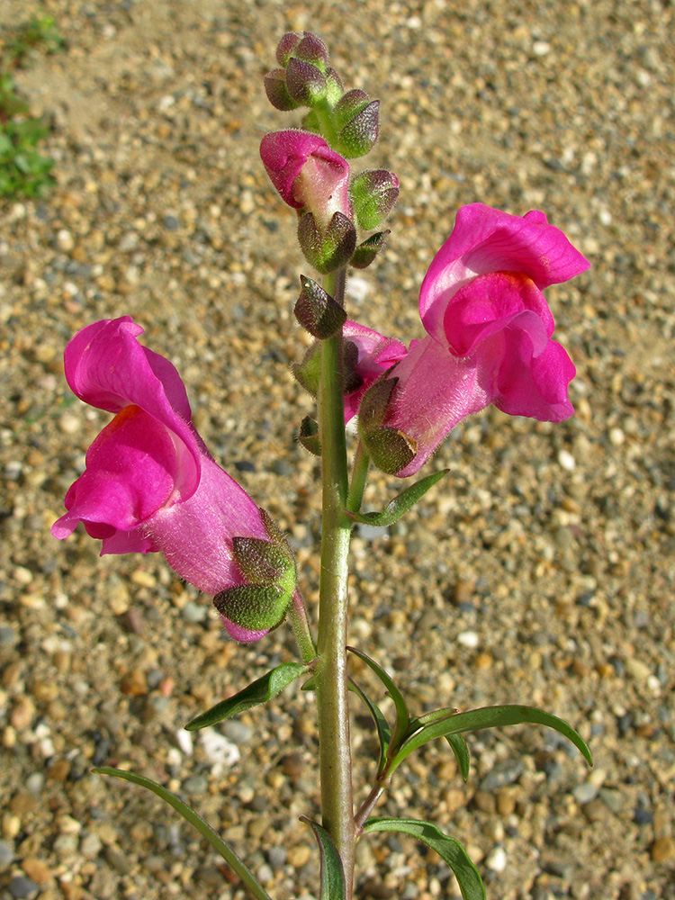 Изображение особи Antirrhinum majus.