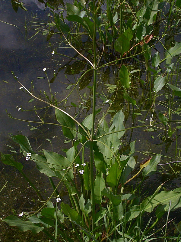 Image of Alisma plantago-aquatica specimen.