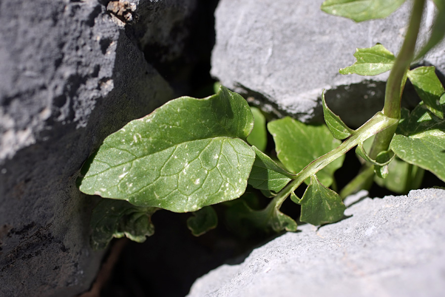 Image of Valeriana ficariifolia specimen.