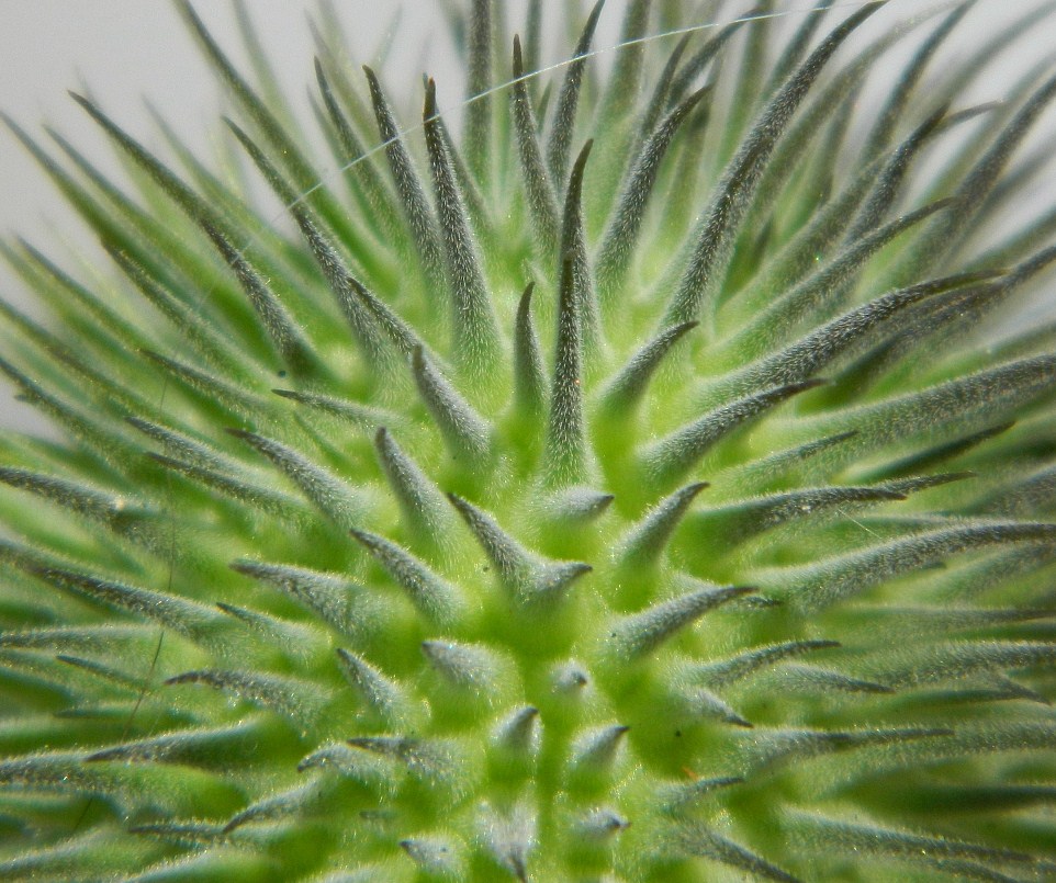 Image of Datura wrightii specimen.