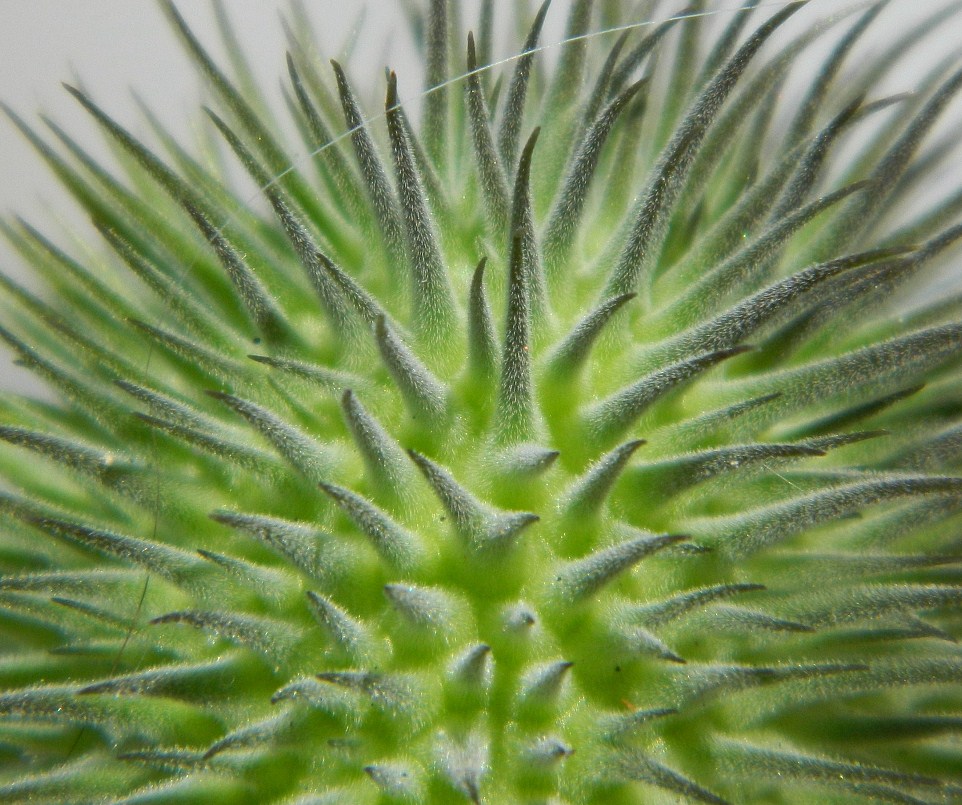 Изображение особи Datura wrightii.