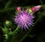 Image of taxon representative. Author is Виталий Гуменюк