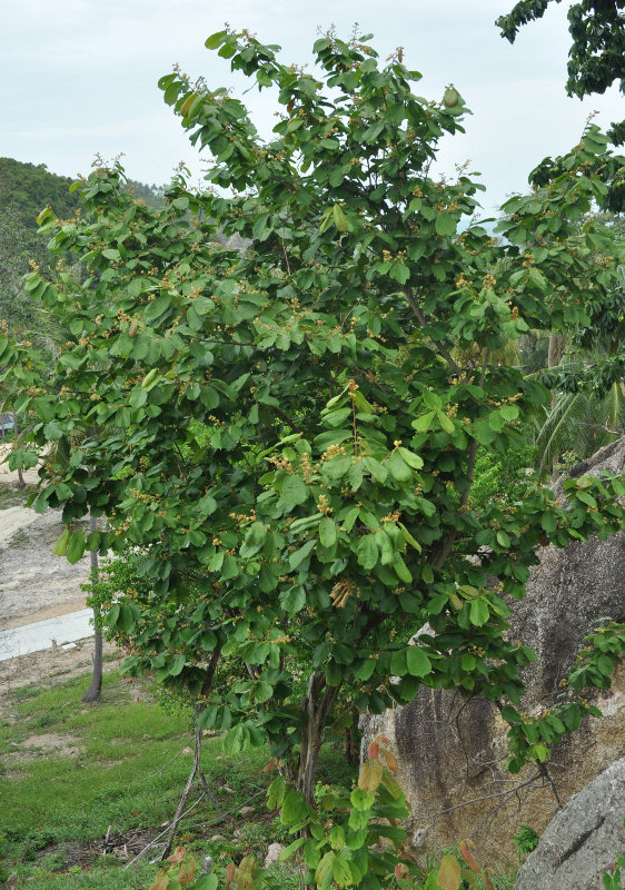 Image of Microcos paniculata specimen.