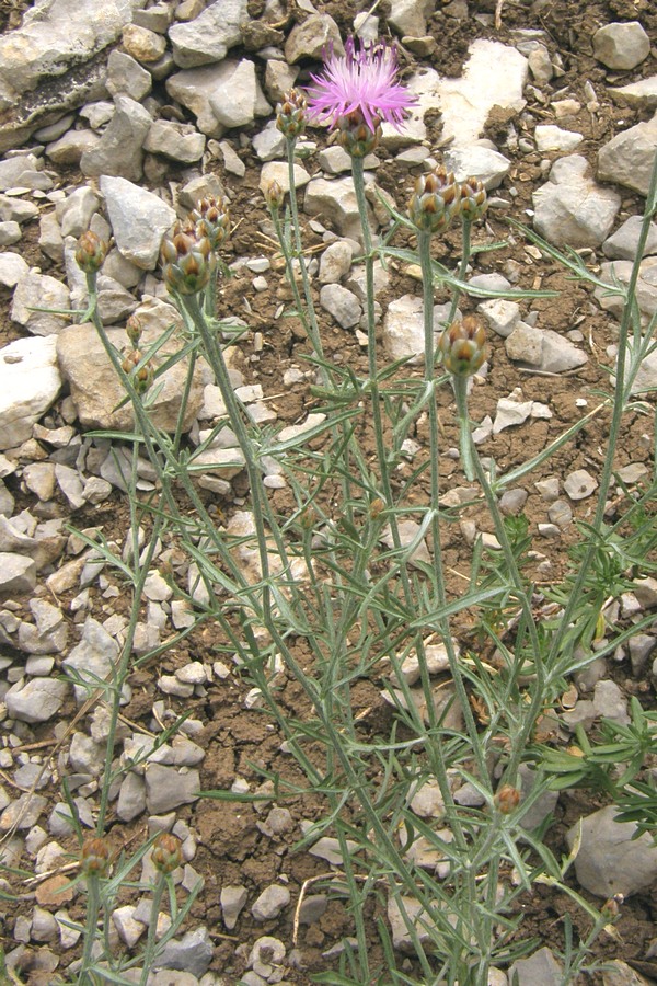 Image of Centaurea sterilis specimen.