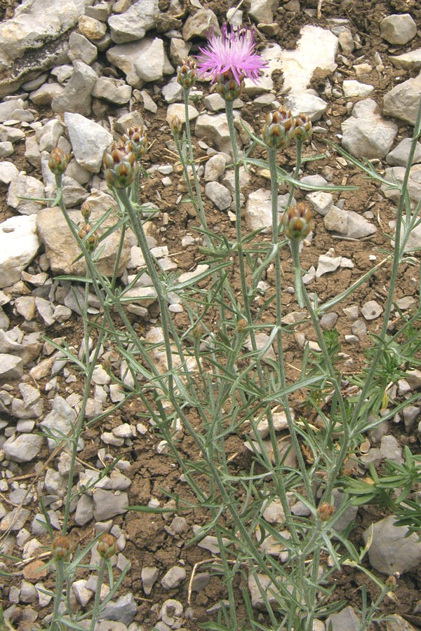 Изображение особи Centaurea sterilis.