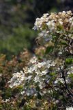 Spiraea pilosa