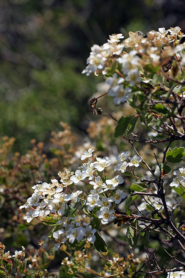 Image of Spiraea pilosa specimen.