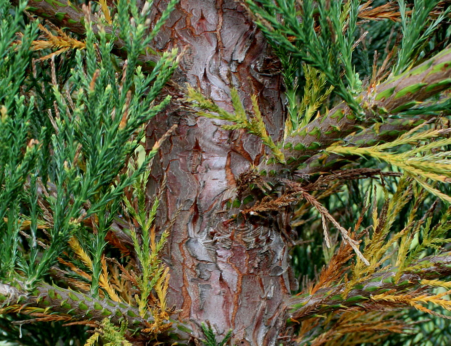 Изображение особи Sequoiadendron giganteum.