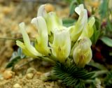 View full-size image Astragalus resupinatus