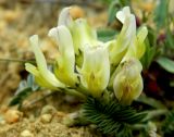 Astragalus resupinatus