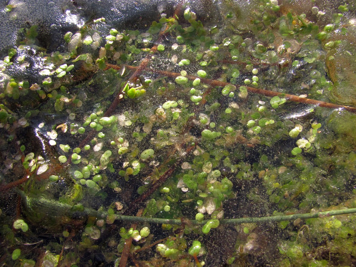 Image of Lemna turionifera specimen.