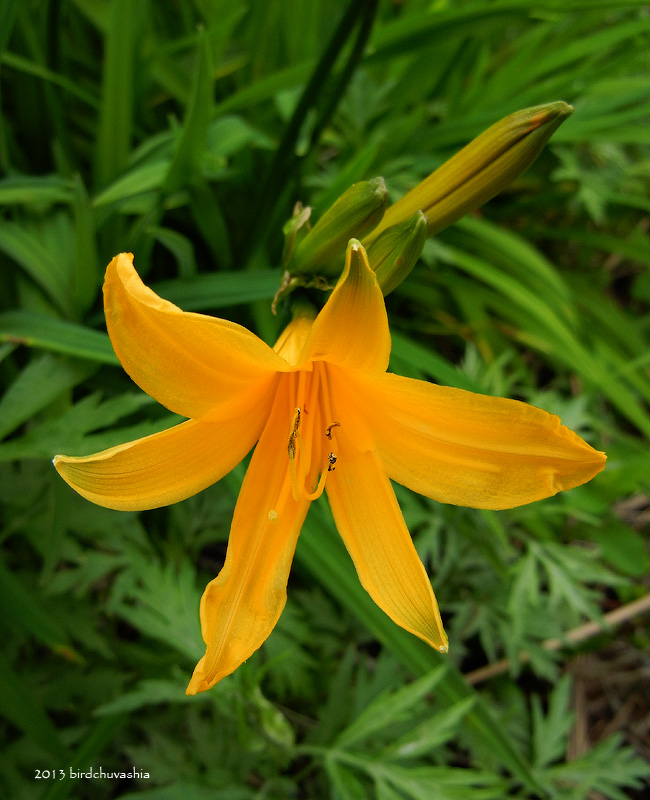 Изображение особи Hemerocallis esculenta.