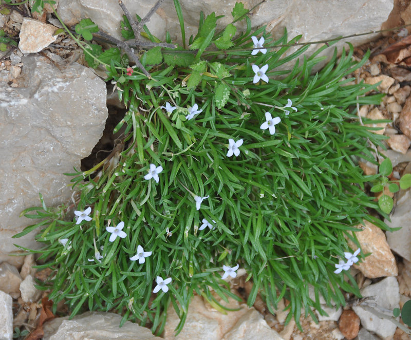 Image of Oldenlandia pulvinata specimen.