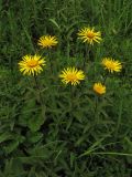 Inula hirta