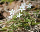 Anemone debilis