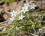 Anemone debilis