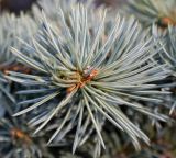 Picea pungens форма glauca. Верхушка побега. Германия, г. Bad Lippspringe, в культуре. 02.02.2014.