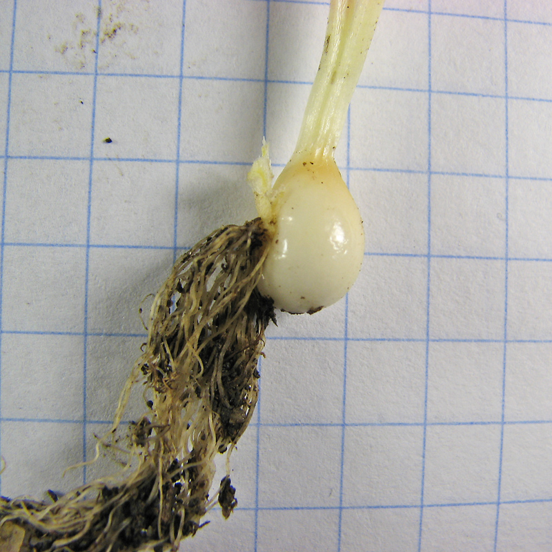 Image of genus Gagea specimen.