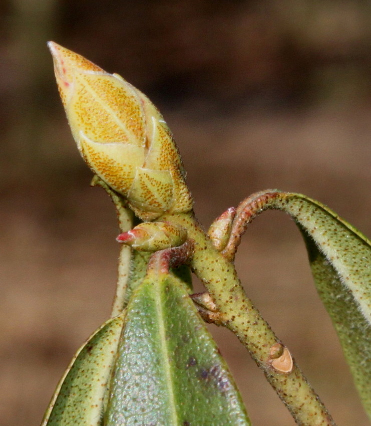 Image of Rhododendron ambiguum specimen.
