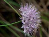 Allium splendens