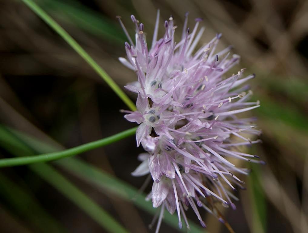 Image of Allium splendens specimen.