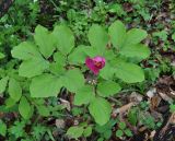 Paeonia caucasica. Расцветающее растение. Краснодарский край, Апшеронский р-н, окр. пос. Мезмай, хр. Гуама, Орлиная скала, смешанный лес. 28.04.2014.
