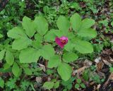 Paeonia caucasica