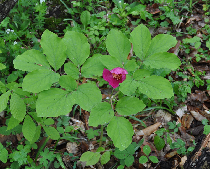 Изображение особи Paeonia caucasica.