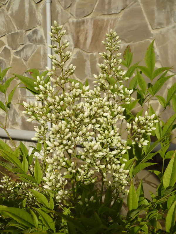 Изображение особи Nandina domestica.