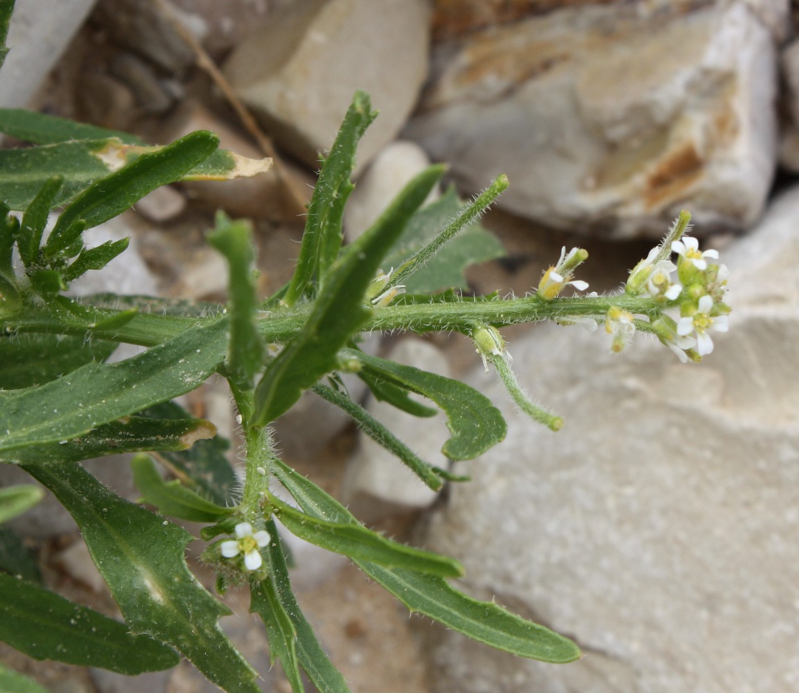 Image of Neotorularia torulosa specimen.