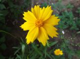 Coreopsis grandiflora