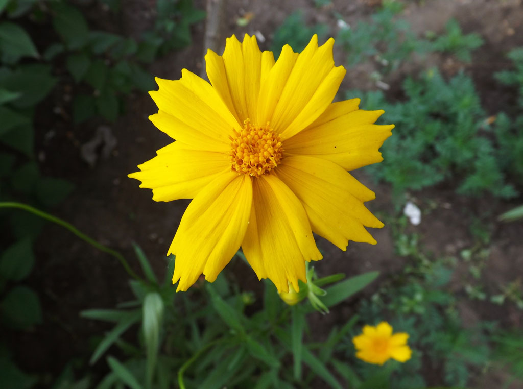 Изображение особи Coreopsis grandiflora.