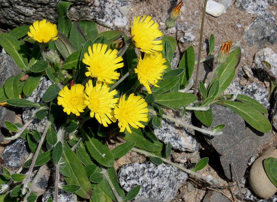 Image of genus Pilosella specimen.