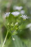 Stellaria nemorum. Соцветие с цветками и бутонами. Ленинградская обл., Кингисеппский р-н, берег оз. Глубокое. 01.06.2014.