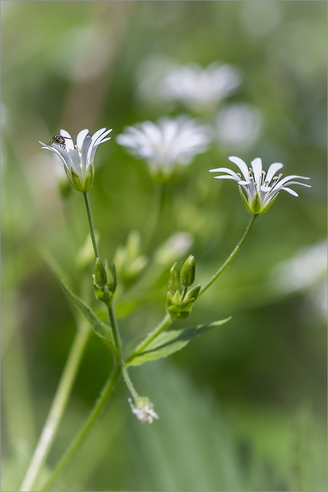 Image of Stellaria nemorum specimen.