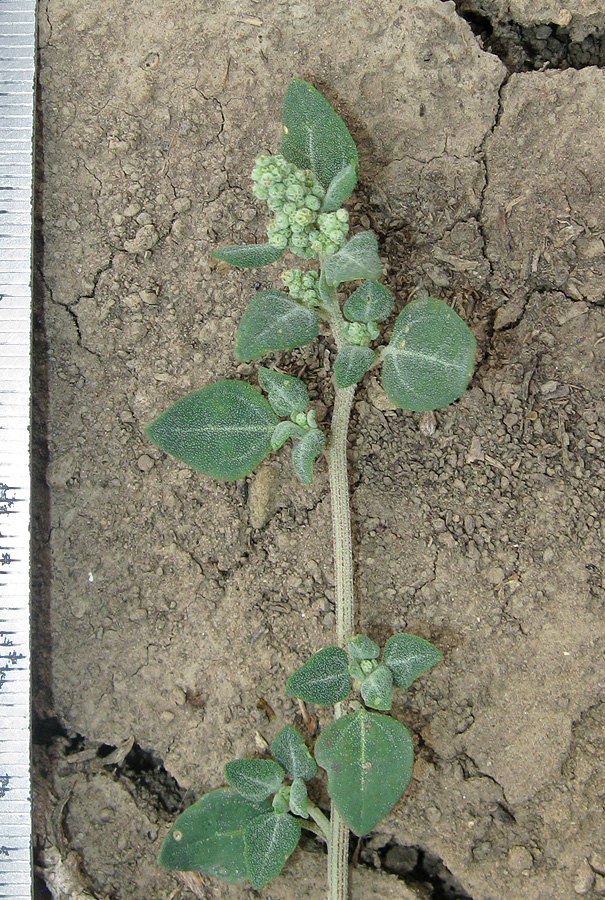 Изображение особи Chenopodium vulvaria.