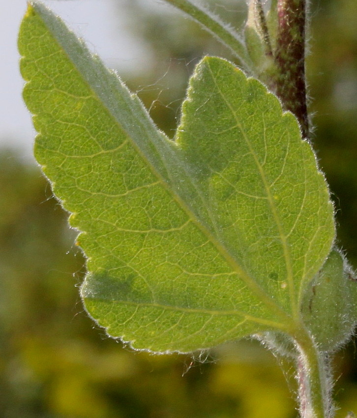 Image of Malva olbia specimen.