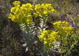 Euphorbia rigida